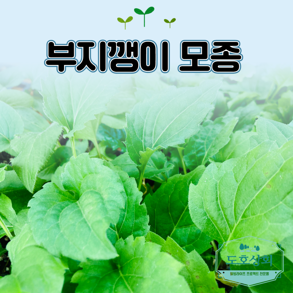 부지깽이 부지갱이 섬쑥부쟁이 봄 나물 모종 종근 10주, 5주