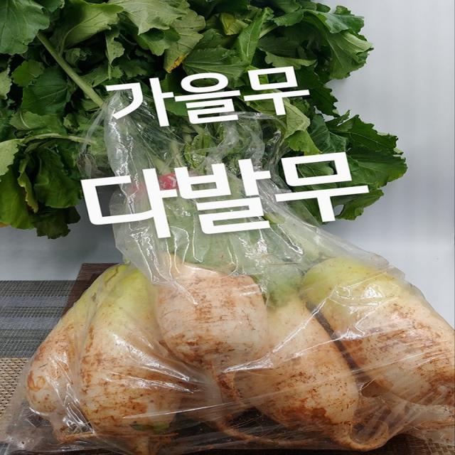 무 다발무 가을무 1단 7kg 내외 발품장터, 단일상품