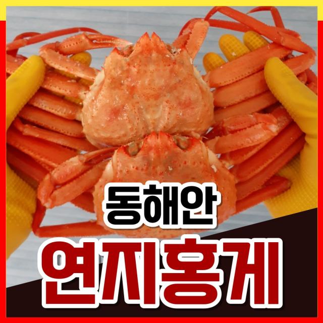 산지직송 포항 구룡포 자숙 연지 홍게 3kg 고급형 프리미엄 생물 수율 최상급 홍게 다리 손질살, <a.4> 육수용 연지홍게 10마리