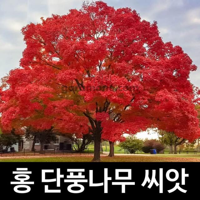 홍 단풍나무 씨앗 단풍 나무씨앗 maple seed 100알