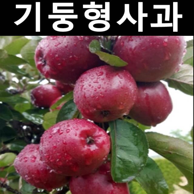 기둥형사과(메이의눈동자) 접목1년(특) 뿌리 5개/나무 묘목/과실수/유실수