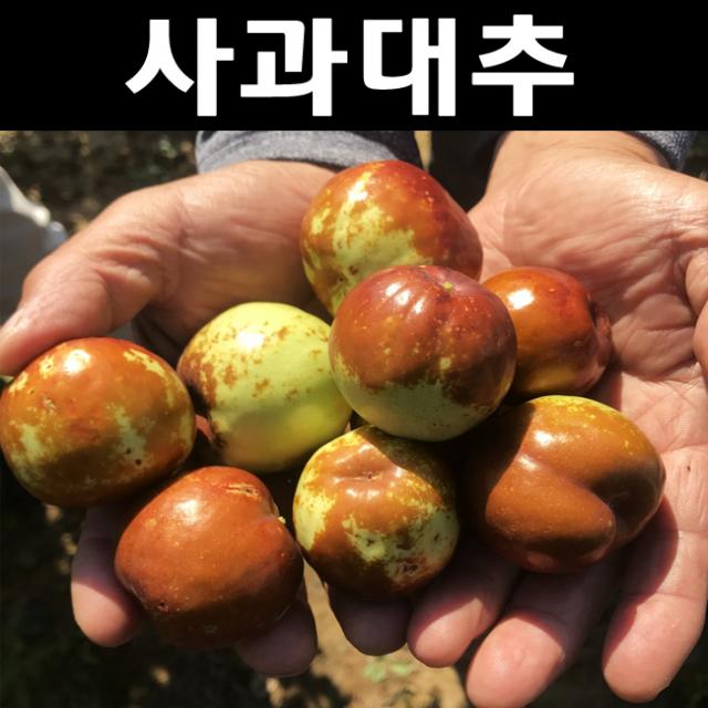 순수농원 대추(사과대추) 접목1년 포트 나무 묘목 과실수