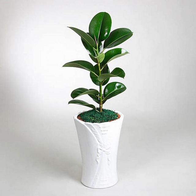 천리마마트 고무나무 미니 중급 개업선물 기념일 꽃배달 꽃선물 생화 나무화분