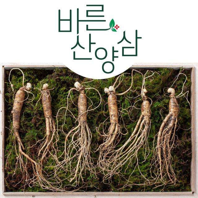 바른산양삼 장뇌삼 7년근 6뿌리 산양삼 부모님 선물 추석 선물 설날 선물 스승님 선물 산양산삼 인삼 장내삼 장래삼 장뢰삼