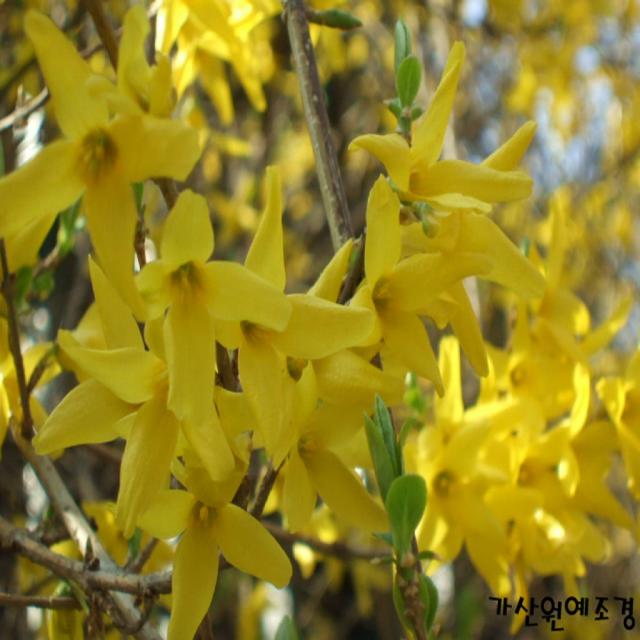  가산원예조경 개나리 100cm 20주묶음