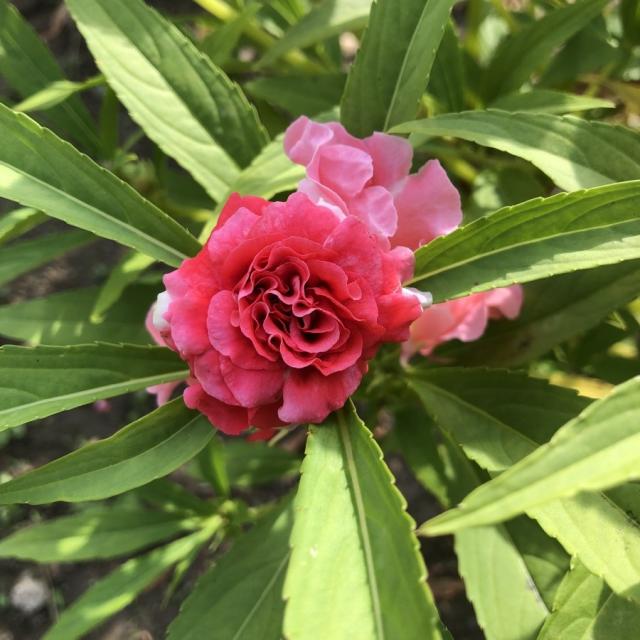 꽃심야생화 장미봉선화 모종4개묶음 일년초여름개화 8cm포트묘