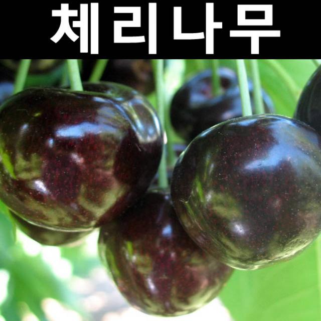 왜성체리 산드라로즈 콜트대목 결실주 분 /나무 묘목/과실수/유실수