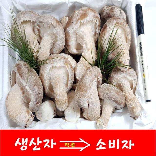 송향버섯 산지직송 국내산 오전11시전주문시 내일도착 주말 및 공휴일 제외 1박스 알뜰형1kg