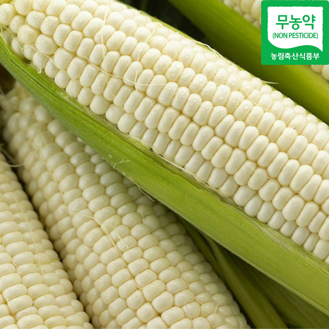 [당일수확] 옥수수를 따자마자 보내 드립니다! 강원도 홍천 미백 찰옥수수, 10개