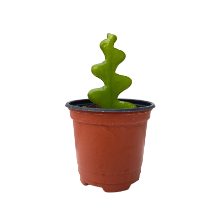 팡팡플랜트 생선뼈선인장 피쉬본선인장, 1개, 식물만(10cm)