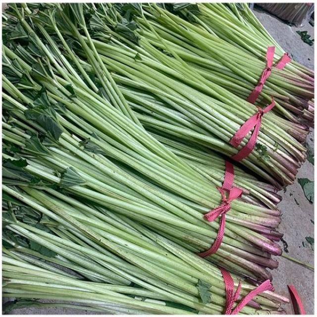 오병이어농산 국내산 싱싱한 머위대 1kg 2kg, 1단, 머위대 1kg(특품)