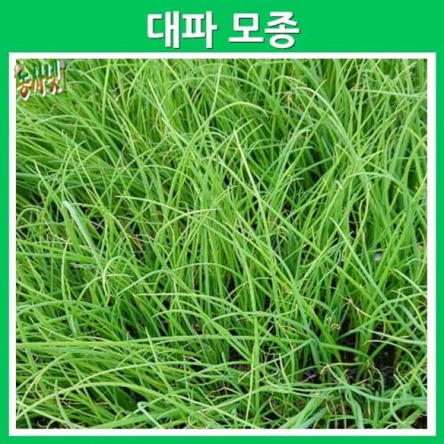[농사넷] 텃밭에 직접 길러 먹는 친환경 채소모종 대파 모종 (20포트)