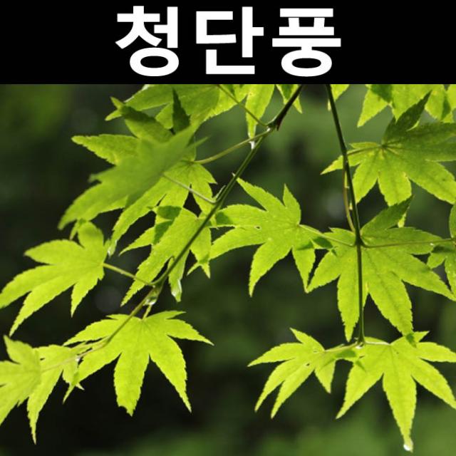 청단풍 실생3년 키1~1.2m(분)/나무 묘목/활엽수/정원용