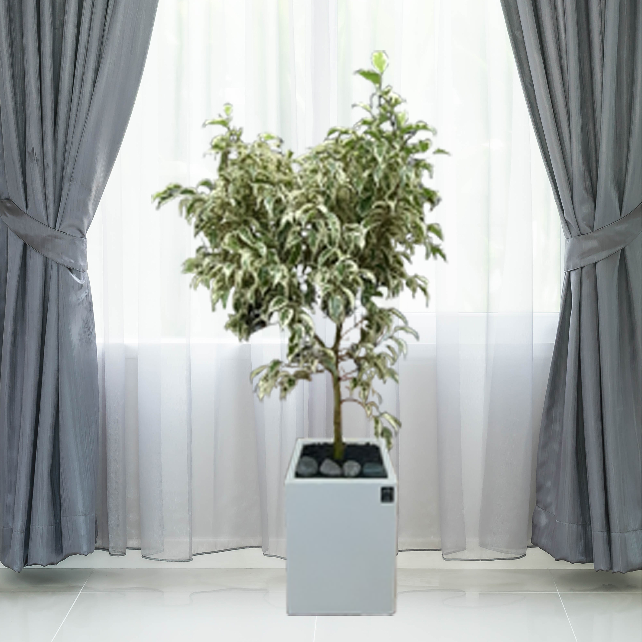 에코플랜트 공기정화식물 개업축하화분 인테리어화분 서울.경기 평일 당일배송 지방 경기외곽 평일 익일 택배배송 <토요일 오후 일요일 주문건 월요일배송> 1개 29. 칼라벤자민 흰색