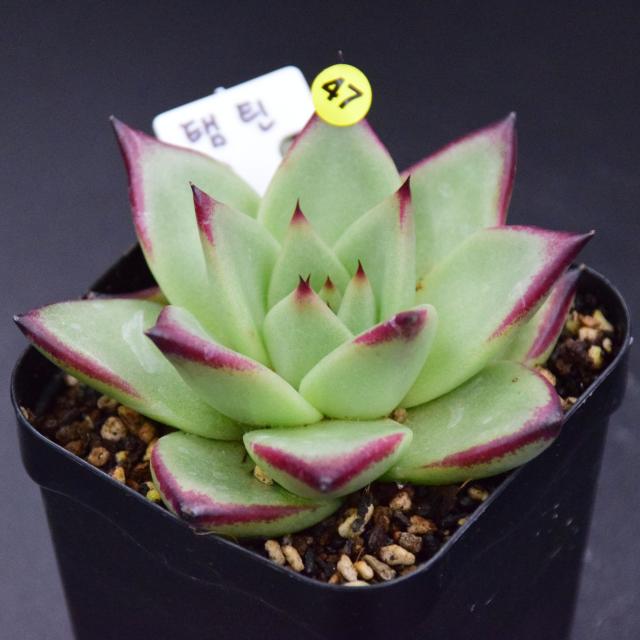 유진's 다육 흑장미 길바 새벽별 콜로라타 마디바 화이트그리니크리스마스 등 다육이 패키지, 1개, 8.탬틴