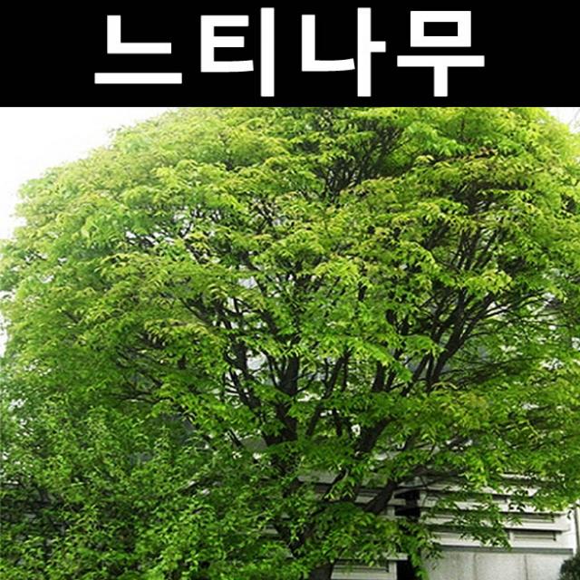 느티나무 실생2년(뿌리) 5개/나무 묘목/활엽수/정원용