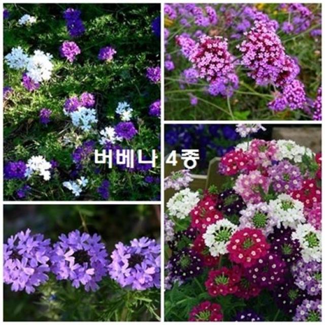 [꽃씨 모음] 징하게 오래가는 버베나 4종, 꽃씨 꽃씨앗 가을파종 봄파종