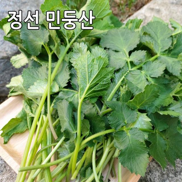 어수리나물 어수리 강원도 정선 민둥산 노지재배 산나물, 어수리나물 2kg