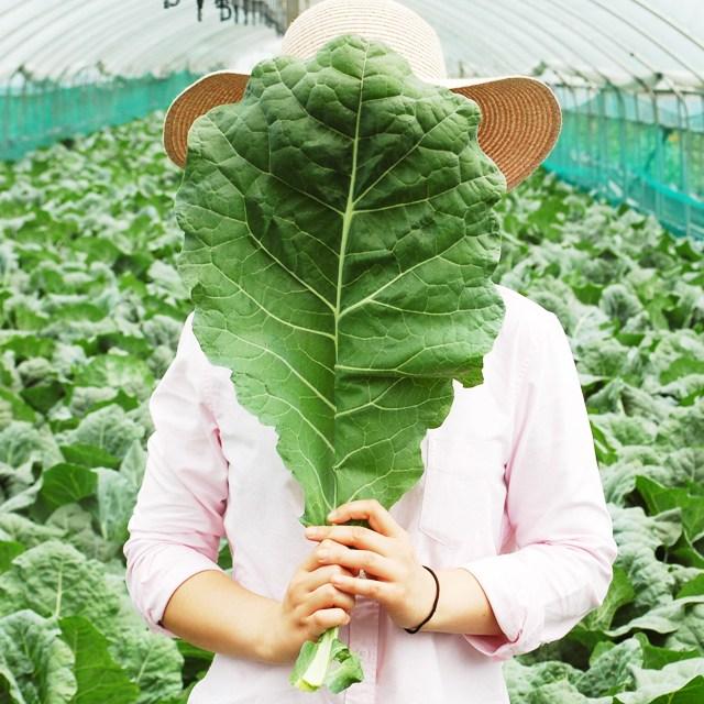 FRESH 새벽에 수확한 국내산 유기농 무농약 케일 신선초 샐러리 생 파슬리, 1박스, 유기농케일 2kg