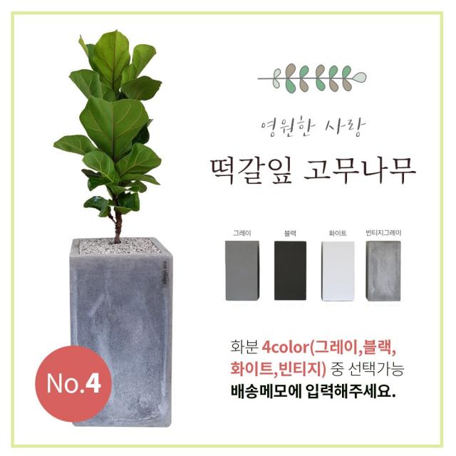 이브가든 15종 공기정화식물 4color 중품 (고무나무 벵갈고무나무 크로톤 떡갈잎고무나무 몬스테라 산세베리아 아레카야자 금전수 율마 스투키 송오브인디아 여인초 녹보수 귀면각 콤팩타), 1개, No.4 떡갈잎 고무나무 80cm+화분+물받침