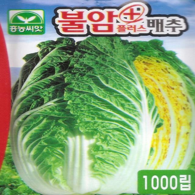 진양원예사 불암플러스배추 2020년 김장배추 가을 배추 씨앗 1천립