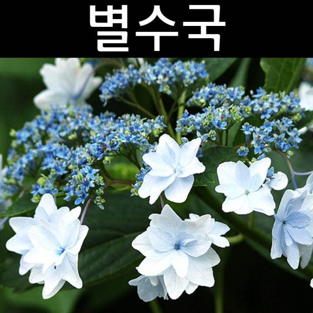 별수국 7치화분/꽃나무/조경수/관상수