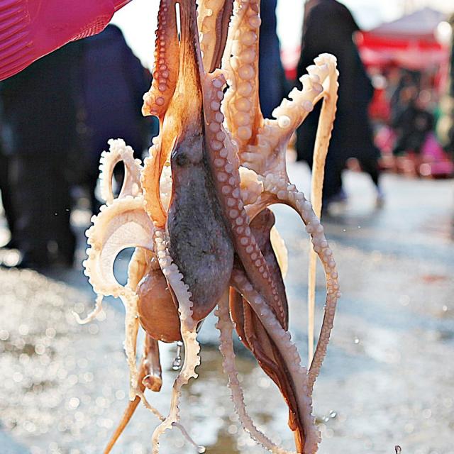 [마더트리] 제철맞은 완도산 산낙지-산지직송/신선포장, 완도산 산낙지(중낙 3마리)