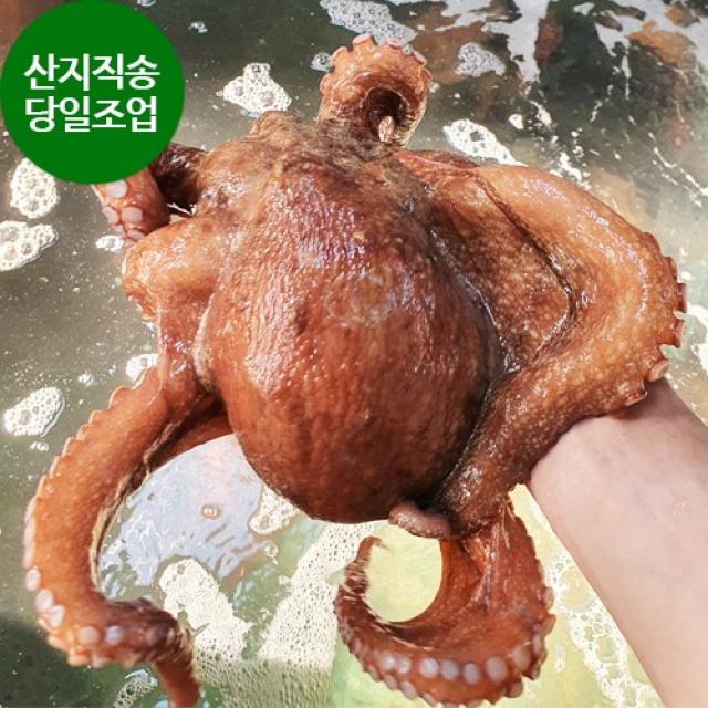 여수돌문어 자연산 돌문어 당일어획 당일발송 문어 1kg