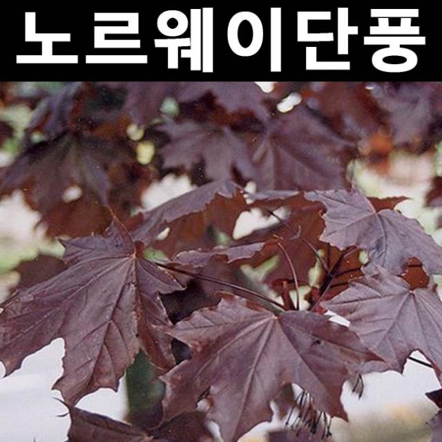 노르웨이단풍(크림슨킹) 접목1년 키1m내외 화분 5개/나무 묘목/활엽수/정원용