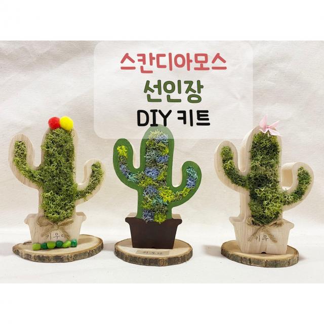 [키우다] 스칸디아모스 선인장 만들기 DIY 키트 / 집에서 누구나 만들수있는 홈키트