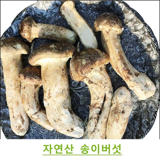 진심좋은 자연산 냉동 송이 버섯 자연 송이버섯, 1box, 파손품 500g