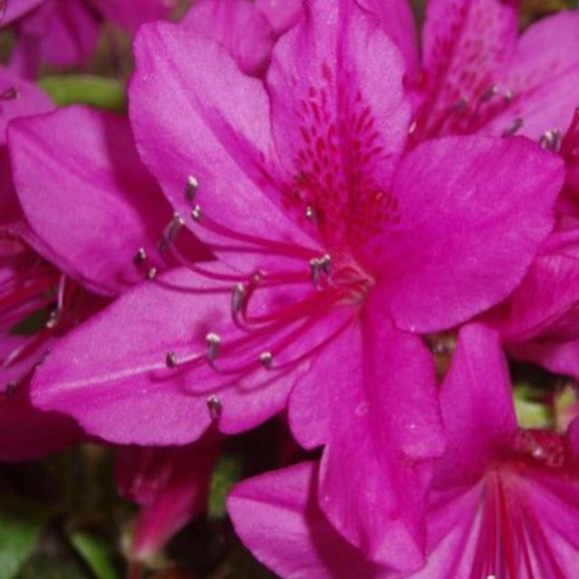 목하원예조경 철쭉나무 흑자산홍(키40cm전후) 10주묶음 개화주