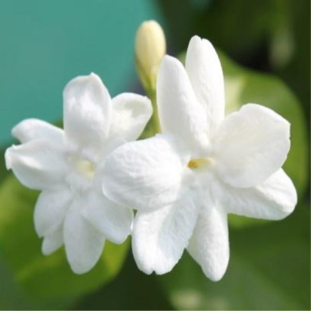 가꾸다 함박자스민