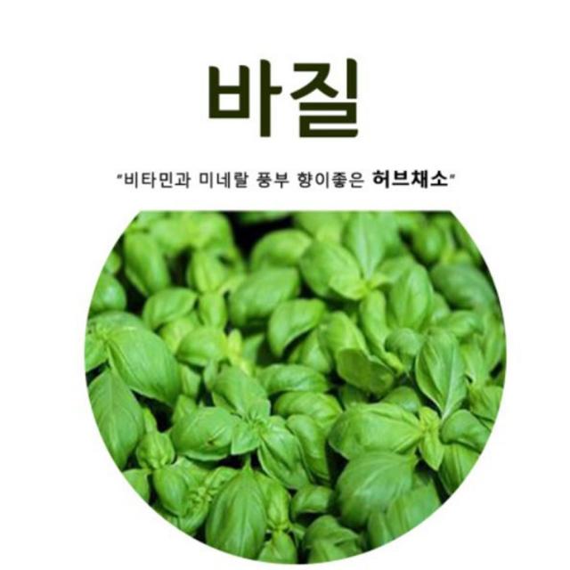 스위트 바질씨앗 /바실 (2000립) 바질키우기