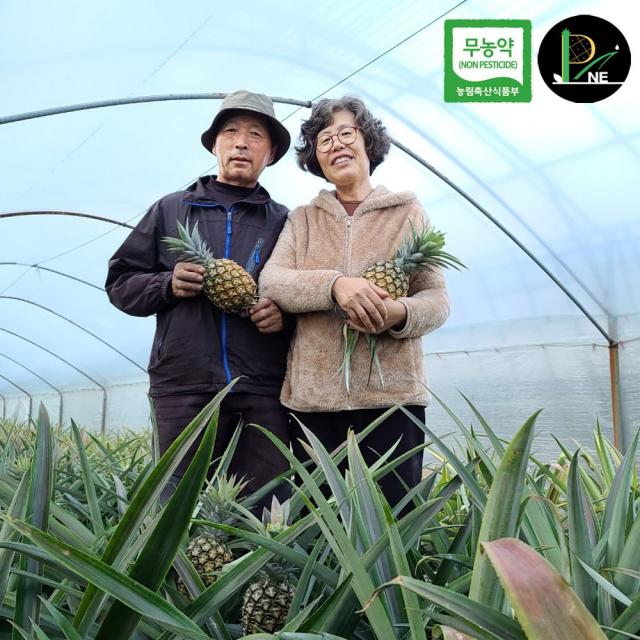 국산(한국) 무농약파인애플 거제피네농장 1kg~2kg 친환경 고품격 로컬 파인애플, 1.0kg~1.3kg 1개