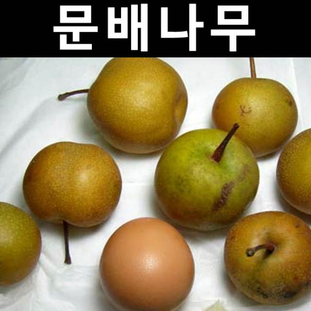 배나무 문배 접목1년 특 뿌리 1개/나무 묘목/과실수/유실수