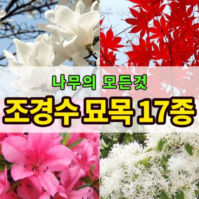  나무의모든것 조경수/정원수/공원수 인기모음전 1개 10.왕벚나무묘목 2년생