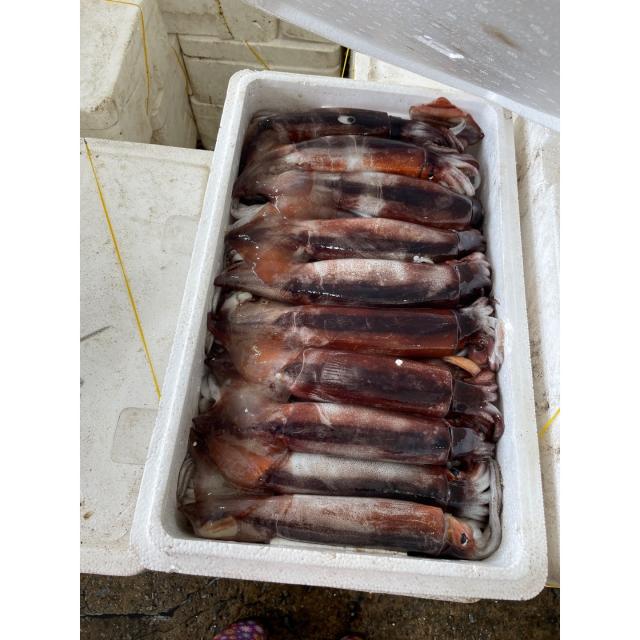 국내산 오징어 한박스 20-30마리 냉동 태안 신진항