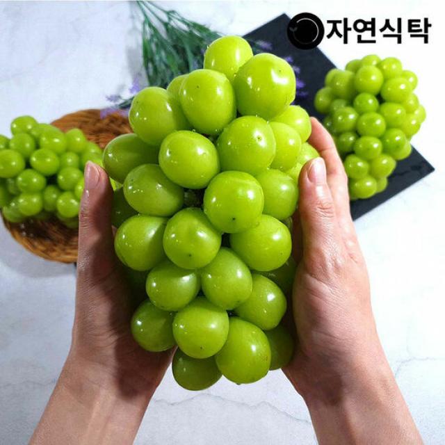  자연식탁 방금따옴 김천 고당도 샤인머스켓 1.5kg 2~3수 단품