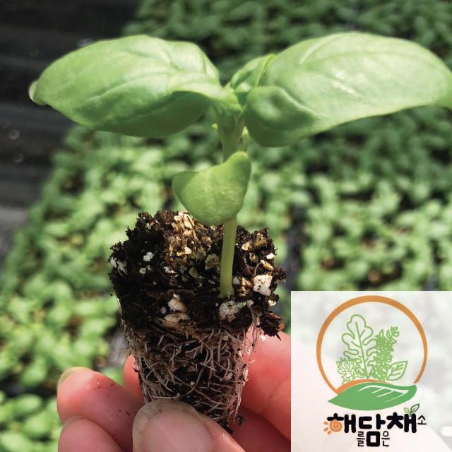 스위트 바질모종 20포기