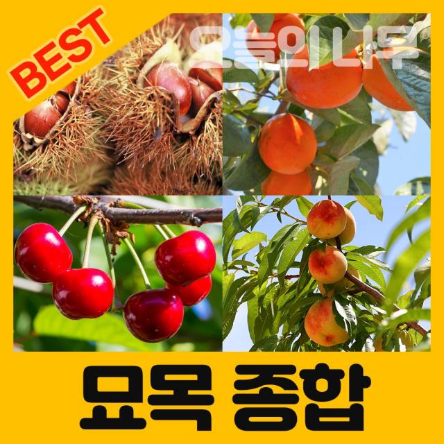 합리적 가격의 우수한 유실수/약용수 종합나무묘목 01.대봉감 접목2년생 중묘