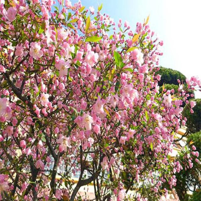 서부해당화(수사)R3CM/묘목/b0992