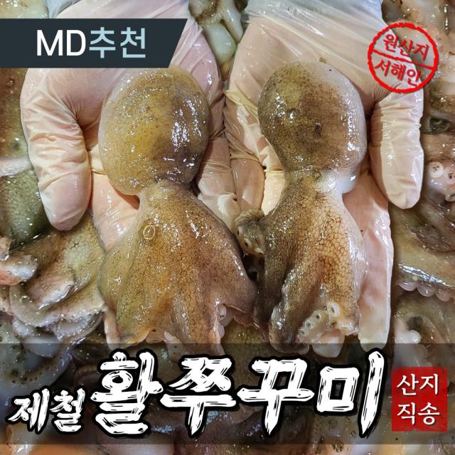 [산지직송] 활 쭈꾸미 국내산 서해안 1kg 알배기 알쭈꾸미 알 생물 하이푸드랩