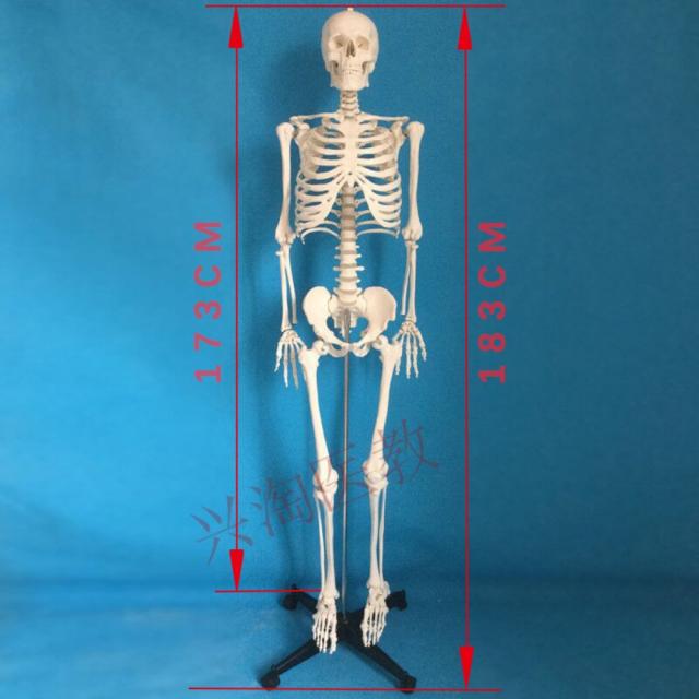 인체 해부 모형 180cm 인체 대골격 성인 모델 전신해골골조 의학 교수 척추 해체 가능 교육 기자재 실습 해부학 학습 교구, 180cm 전골색 무신경백색(밑받침)