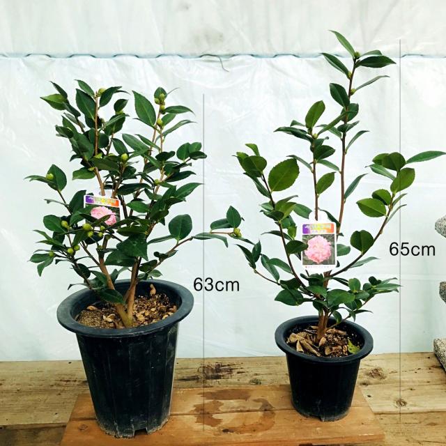 청년농부 서향동백 동백꽃 분홍색꽃 동백나무 2사이즈, 중