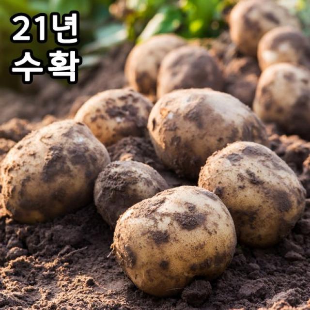 기린농산 21년 5월수확 감자 햇감자 수미감자 미니감자 알감자 3kg 5kg 10kg, 5월햇감자, 중(미니크기)