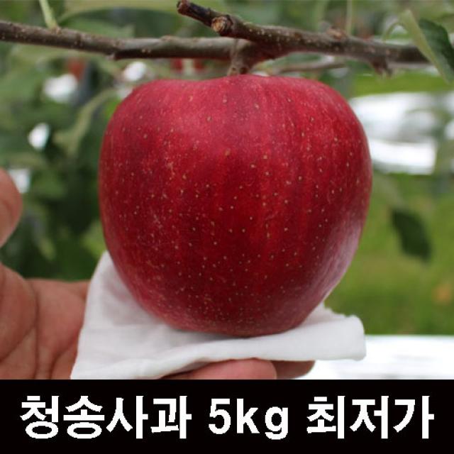 청송사과 부사 꿀 못난이 흠집 10kg 5kg 얼음골 껍질째먹는 가정용 경북 사과 가정용 흠집사과 소과 5kg 21과~23과 