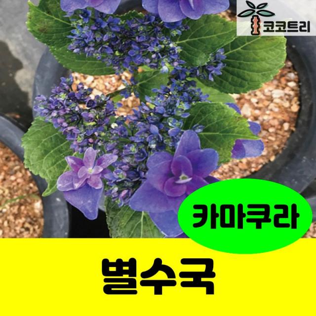 [코코트리] [꽃나무] 별수국 묘목, 1개, 별수국(카마코라) 7치화분