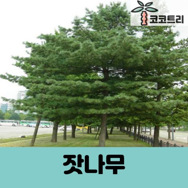 [코코트리] 잣나무묘목, 1개, [차량배송] 잣나무 키300cm(분)