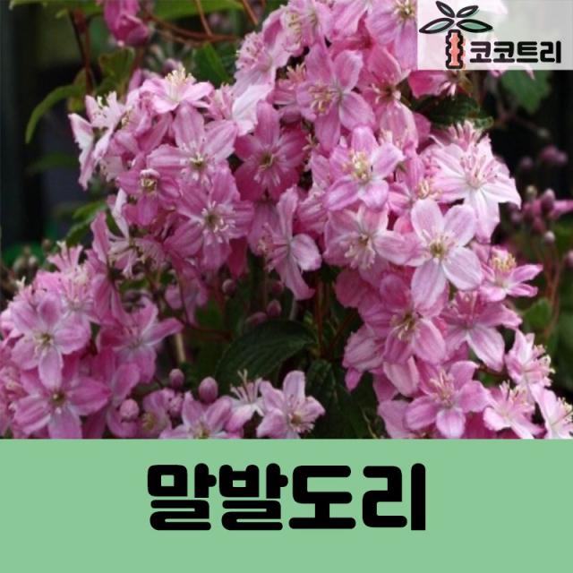 [코코트리] [꽃나무] 말발도리나무 묘목(신품종), 1개, 매화말발도리 7치화분